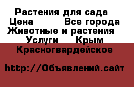 Растения для сада › Цена ­ 200 - Все города Животные и растения » Услуги   . Крым,Красногвардейское